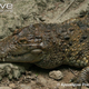 Illustration for article titled Sunday Crocodilian - Crocodylus mindorensis Edition